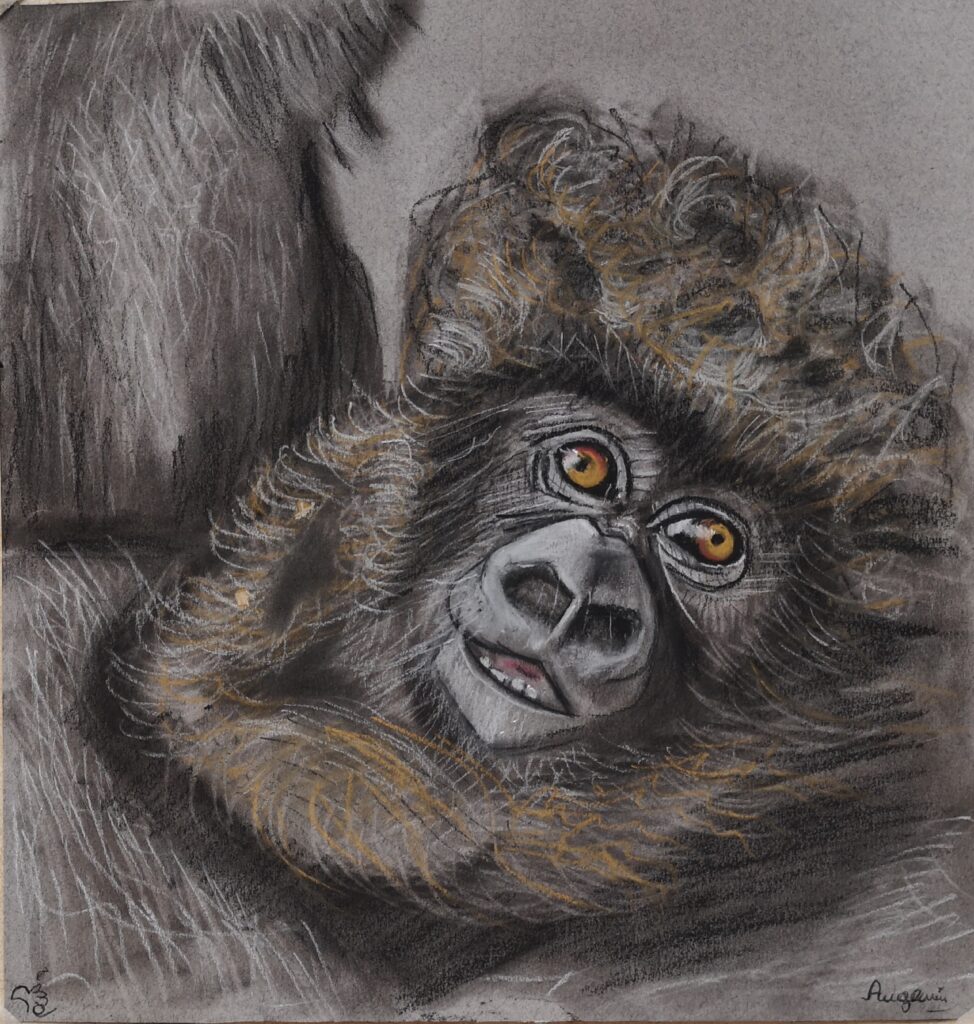 Pina Angemi - "Gorilla silverback" Attraverso il carboncino lascio una traccia, un segno, così come l'uomo primitivo mi incammino in un "discorso" antico, atavico, pregno di essenzialità. La figura del gorilla nel mio immaginario, mi porta la figura del gorilla nel mio immaginario mi porta alle "radici dell'umanità" a ciò che è veramente naturale, non artefatto. Mi conduce verso la strada di casa : Madre Natura.